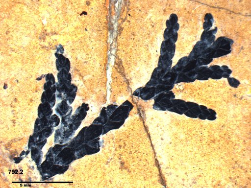 Tracheophyta