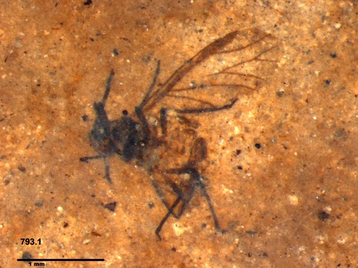 Aphididae