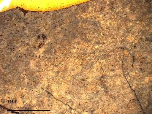 Genus sp