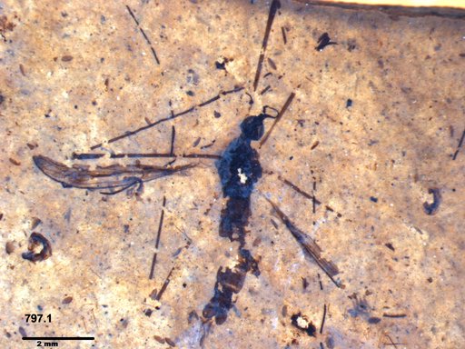 Genus sp