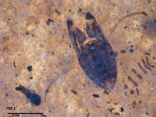 Corixidae