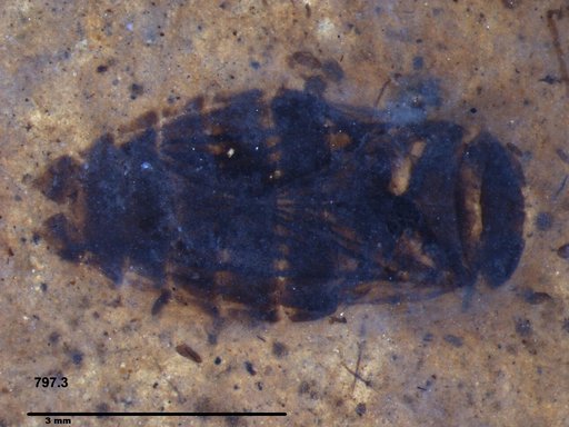 Corixidae