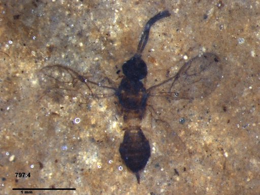 Braconidae