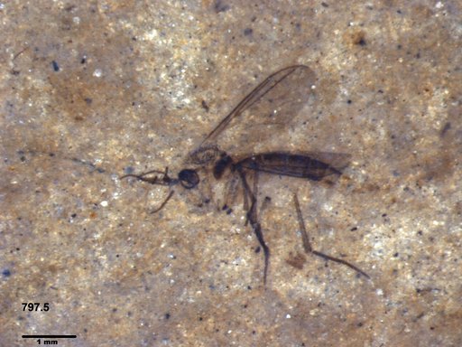Mycetophilidae