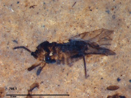 Genus sp