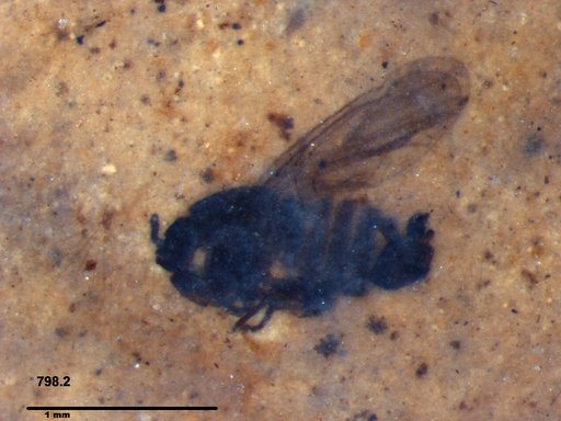 Diptera