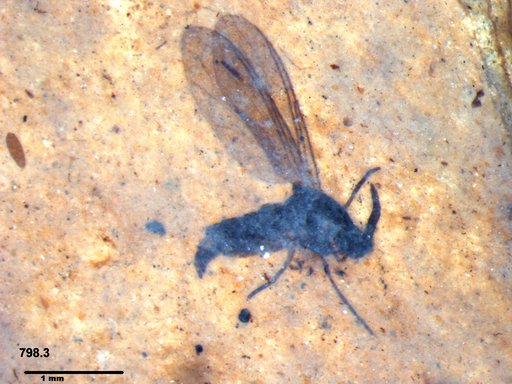 Diptera