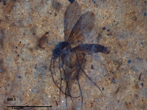 Mycetophilidae