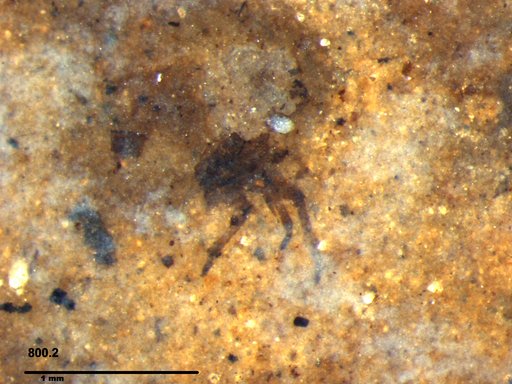 Genus sp