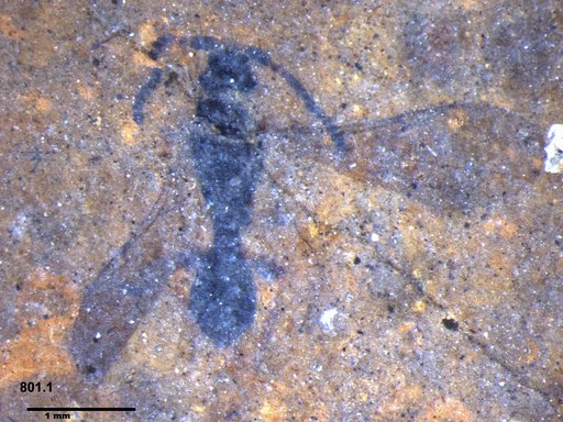 Diapriidae