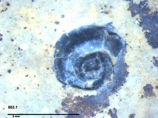 Gastropoda