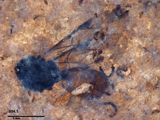 Ichneumonidae