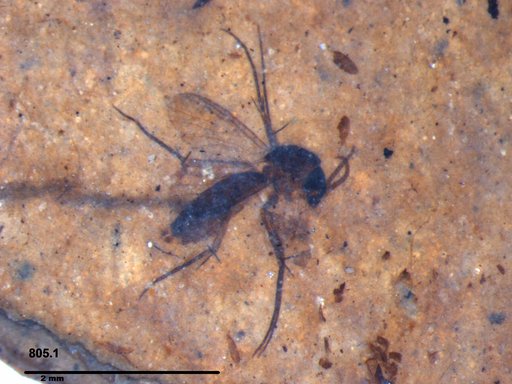 Mycetophilidae
