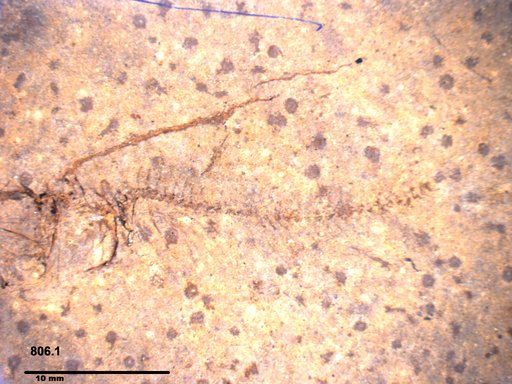 Genus sp