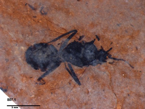 Formicidae