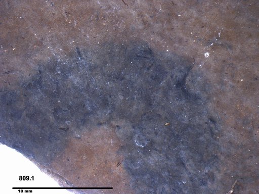 Genus sp
