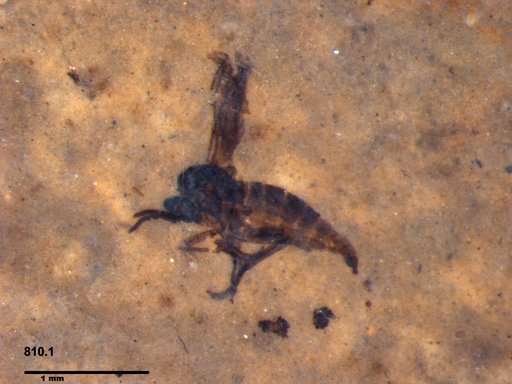 Diptera
