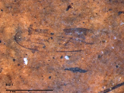 Genus sp