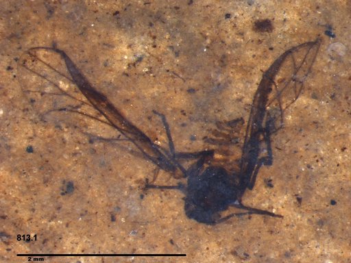 Aphididae