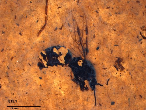 Formicidae