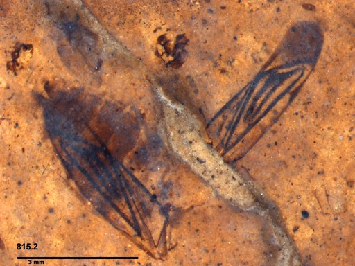 Genus sp