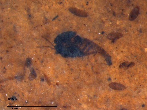 Diptera