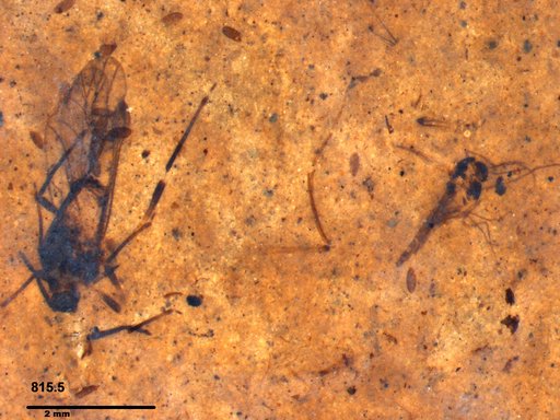Aphididae