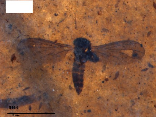 Diptera