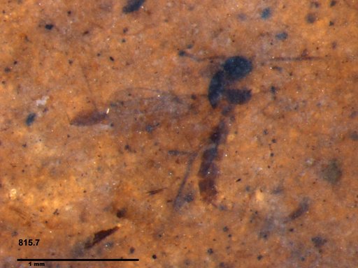 Insecta