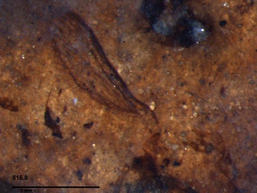 Diptera
