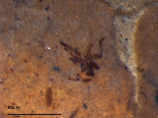 Genus sp