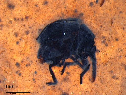 Genus sp