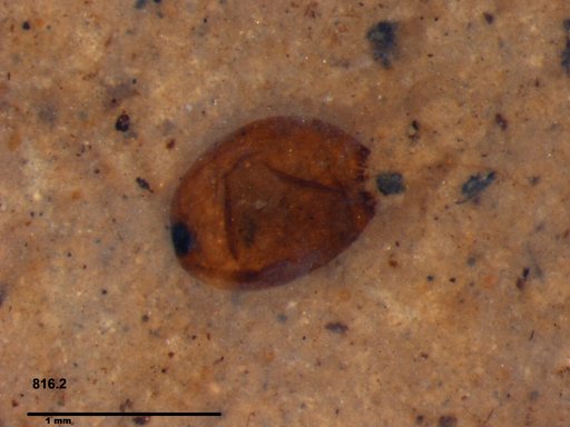 Tracheophyta