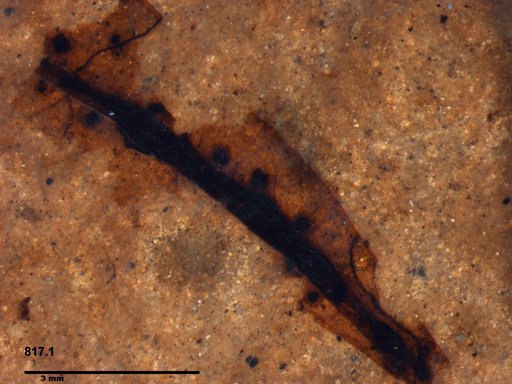 Tracheophyta