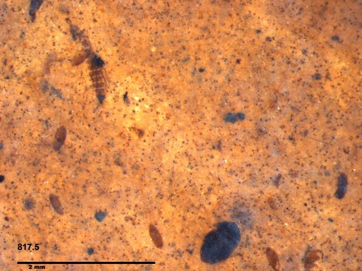 Ptiliidae