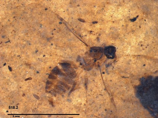 Formicidae