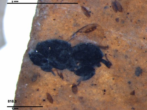 Chalcididae