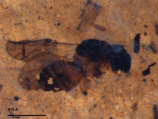 Diptera