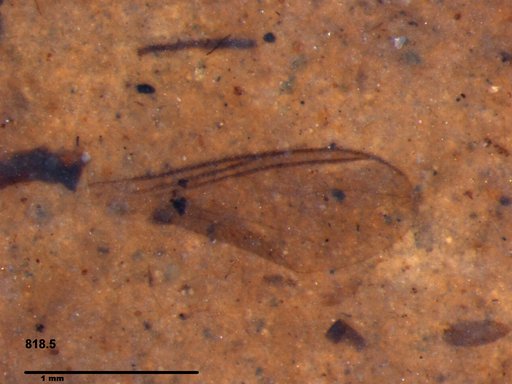 Diptera