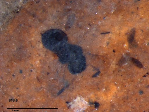 Genus sp
