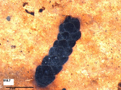 Tracheophyta