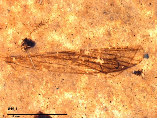 Insecta