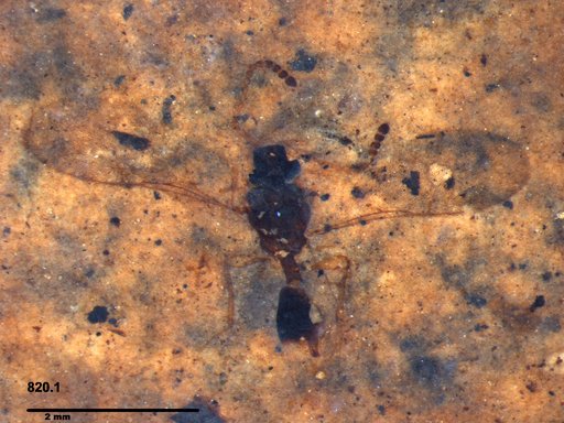Diapriidae