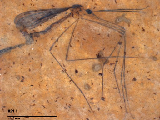 Diptera