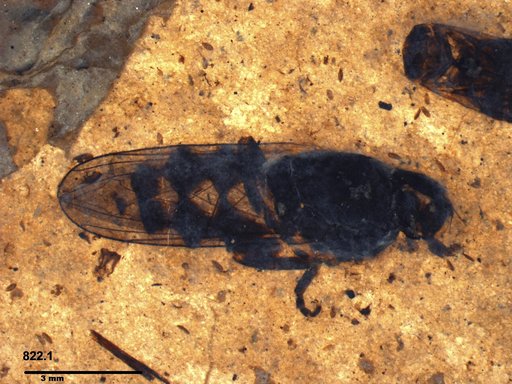 Diptera