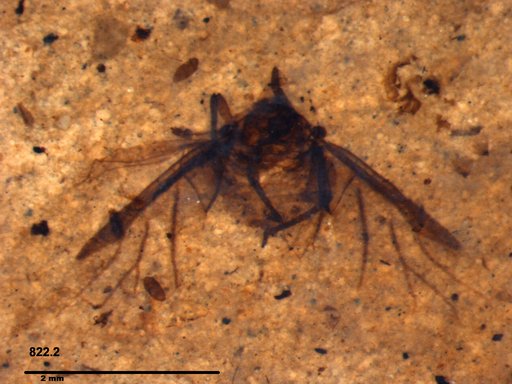 Aphididae