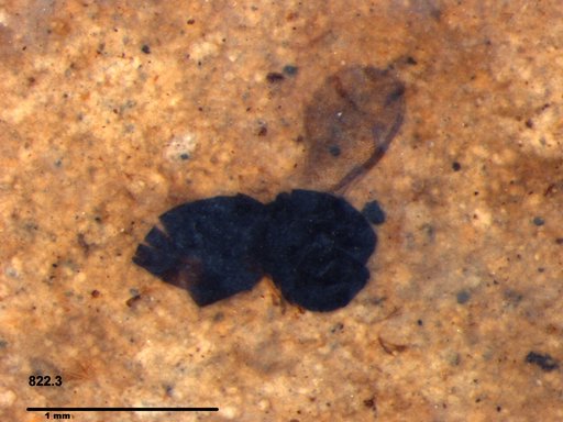 Genus sp