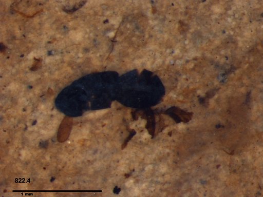 Genus sp