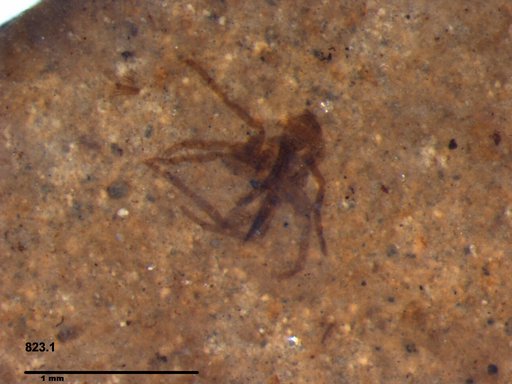 Genus sp