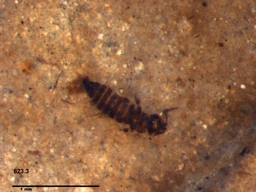 Genus sp